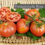 Portugiesische Rosa
