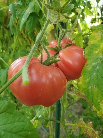 Portugiesische Rosa