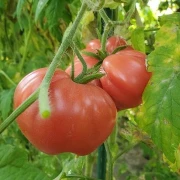 Portugiesische Rosa
