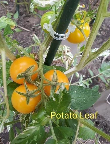 Potato Leaf Variegated