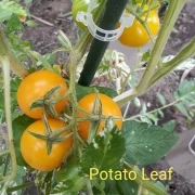 Potato Leaf Variegated