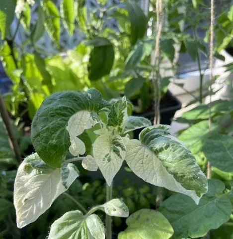 Potato Leaf Variegated