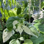 Potato Leaf Variegated
