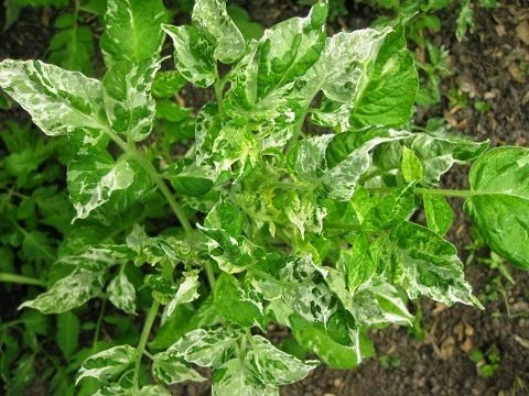 Potato Leaf Variegated