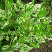 Potato Leaf Variegated
