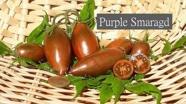 Purple Smaragd