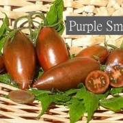 Purple Smaragd