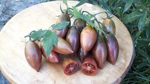 Purple Smaragd