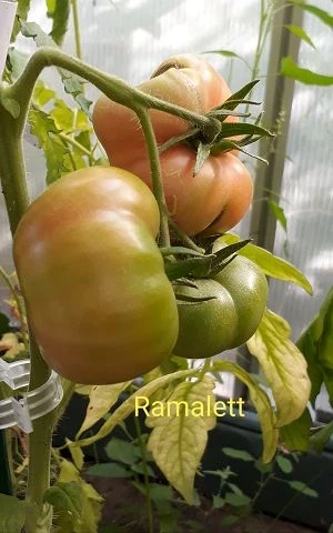 Ramalett