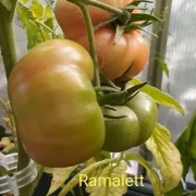 Ramalett