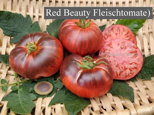 Red Beauty Fleischtomate)