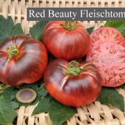 Red Beauty Fleischtomate)