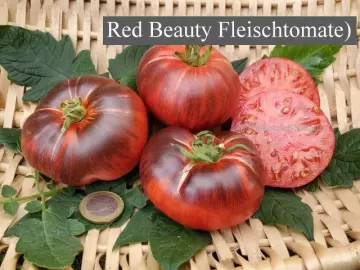 Red Beauty Fleischtomate)