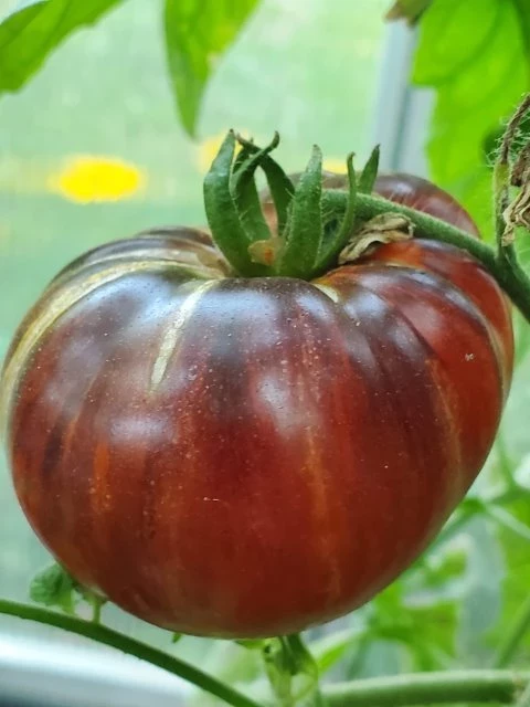 Red Beauty Fleischtomate)