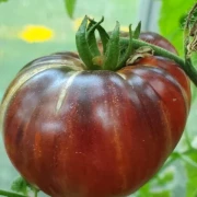 Red Beauty Fleischtomate)