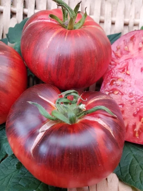 Red Beauty Fleischtomate)