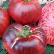 Red Beauty Fleischtomate)
