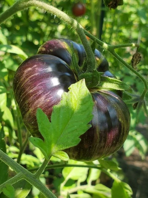 Red Beauty Fleischtomate)
