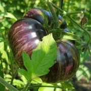 Red Beauty Fleischtomate)