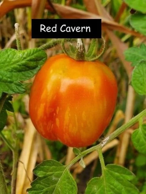 Red Cavern (Salattomate)