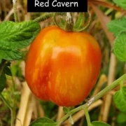 Red Cavern (Salattomate)