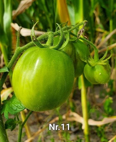 Red Cavern (Salattomate)