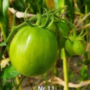 Red Cavern (Salattomate)