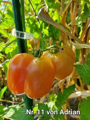 Red Cavern (Salattomate)