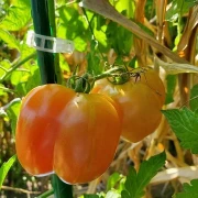 Red Cavern (Salattomate)
