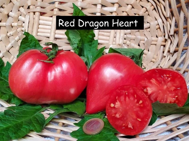 Red Dragon Heart