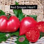 Red Dragon Heart
