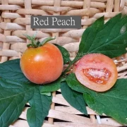 Red Peach (Kirschtomate)