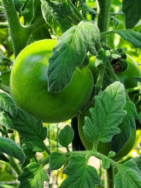 Red Peach (Kirschtomate)