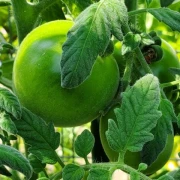 Red Peach (Kirschtomate)