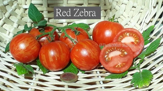 Red Zebra