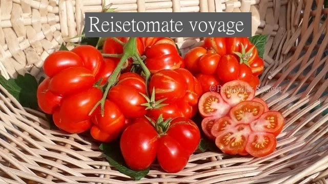 Reisetomate voyage