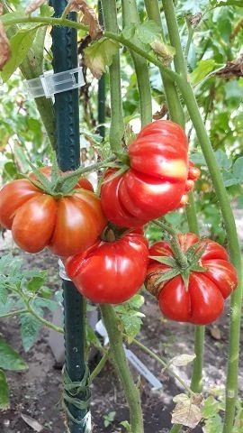 Reisetomate voyage