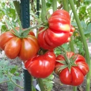 Reisetomate voyage