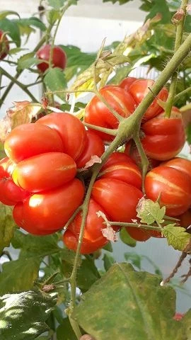 Reisetomate voyage