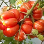 Reisetomate voyage