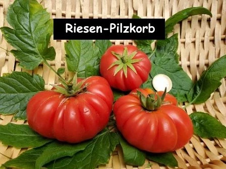 Riesenroter Pilzkorb