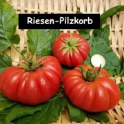 Riesenroter Pilzkorb