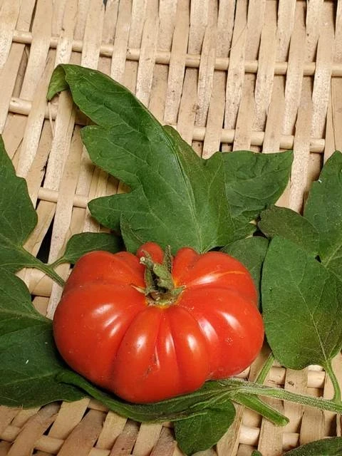 Riesenroter Pilzkorb