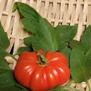 Riesenroter Pilzkorb
