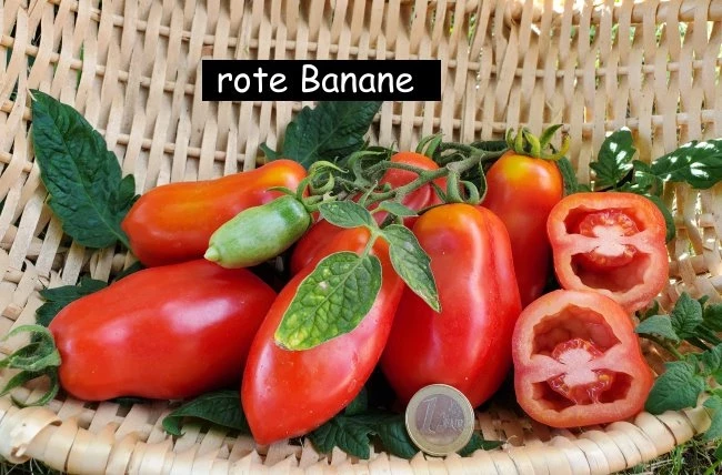 Rote Banane