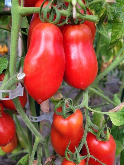 Rote Banane (alte Flaschentomaten)