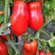 Rote Banane (alte Flaschentomaten)