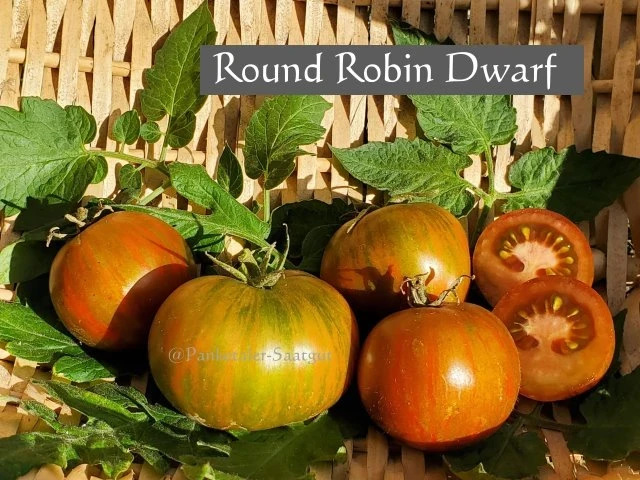 Round Robin Dwarf Buschtomate)