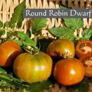 Round Robin Dwarf Buschtomate)