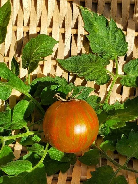 Round Robin Dwarf Buschtomate)